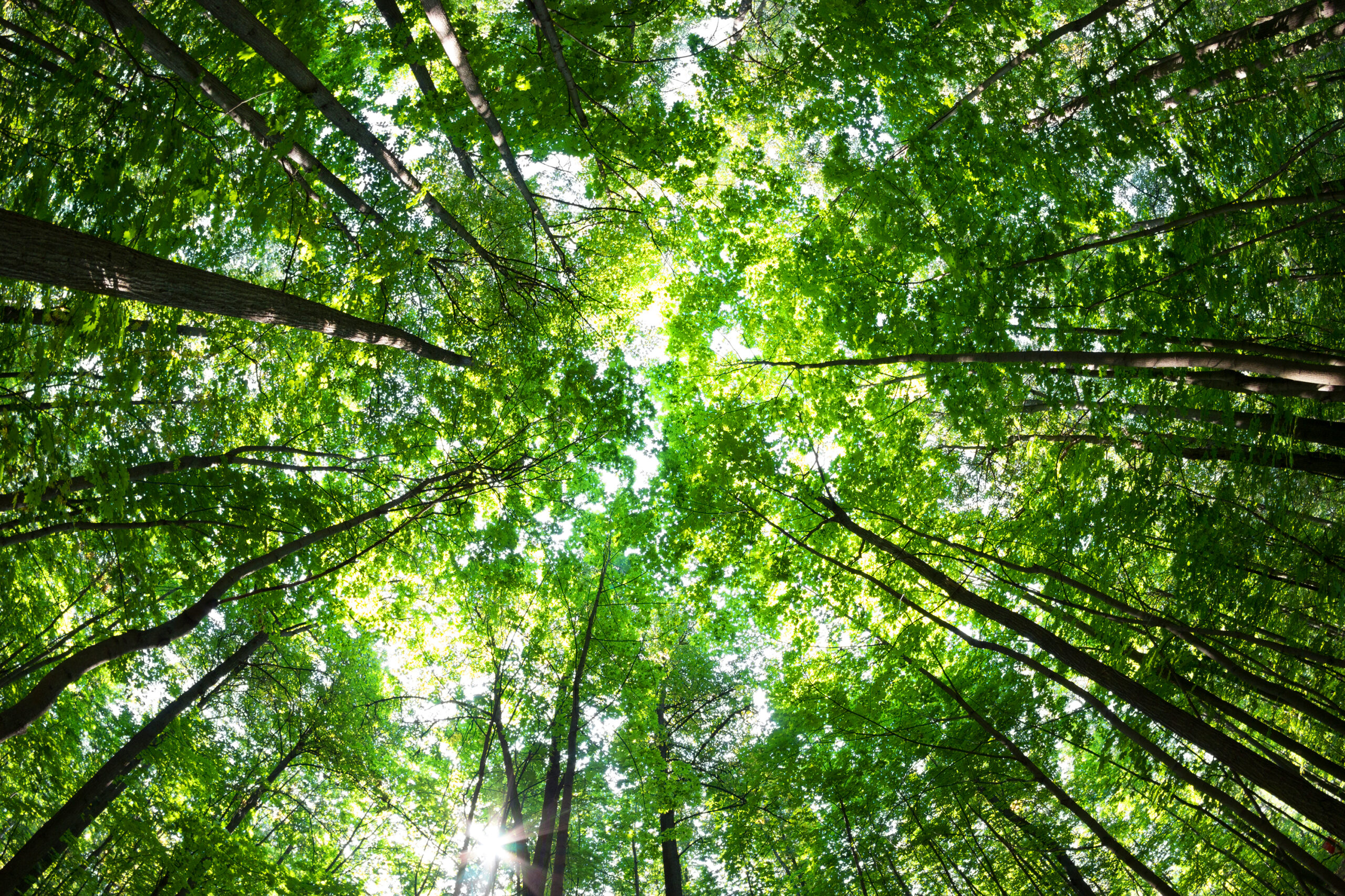 Reuse-A-Wall Green Forest